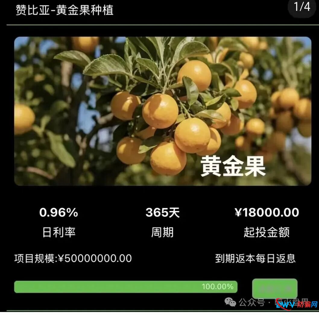 “华洋绿投”海外种果树资金盘骗局,专坑想赚快钱的普通人,随时崩盘跑路!(4) “华洋绿投”海外种果树资金盘骗局,专坑想赚快钱的普通人,随时崩盘跑路!(4)